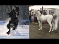 Cutest And funniest horse Videos Compilation cute moment of the horses - Horse world #6