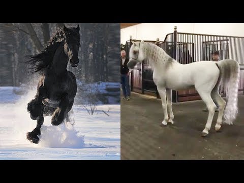 cutest-and-funniest-horse-videos-compilation-cute-moment-of-the-horses---horse-world-#6
