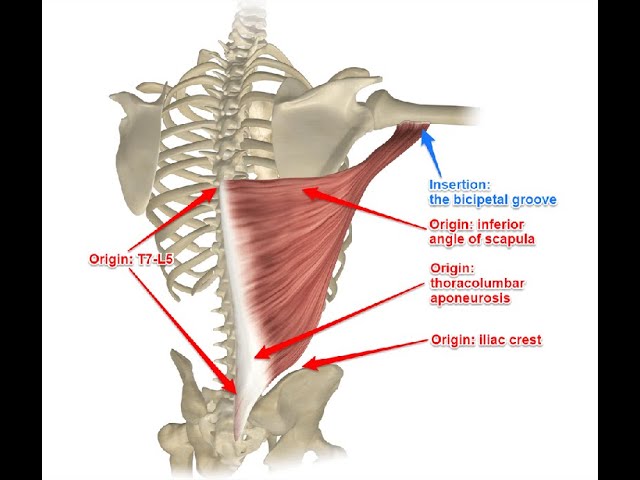 Two Minutes of Anatomy: Latissimus Dorsi - YouTube