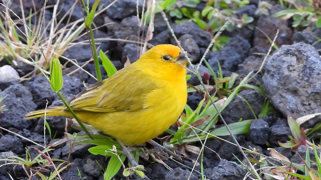Saffron Finch YouTube