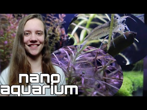 Video: Regels Voor Het Kiezen Van Een Mini-aquarium