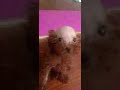 Baby Laugh Remix 