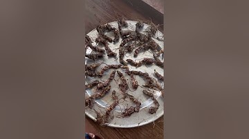 1 ký sâm rừng ngâm mật ong quá víp bao kiểm định mời các bác zalo 0377965679 e Nguyệt nhé