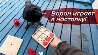 Свобода, Полеты И Упражнения С Вороном!  Хорошенькая Посылка - Распаковка.