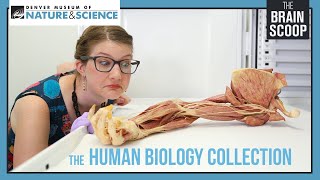 The Human Biology Collection