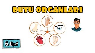 Duyu Organları / 6. Sınıf