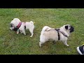 Albert meeting up with some other pugs!