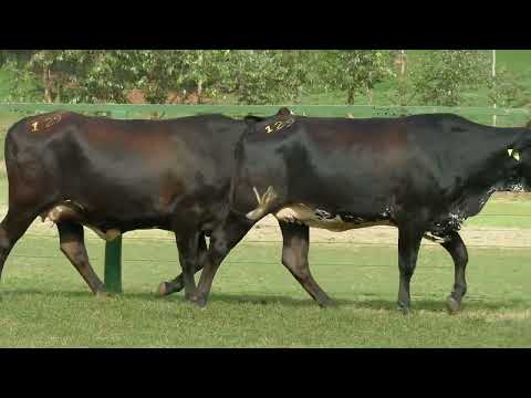 LOTE 129   23º LEILÃO GIROLANDO FAZENDA SANTA LUZIA