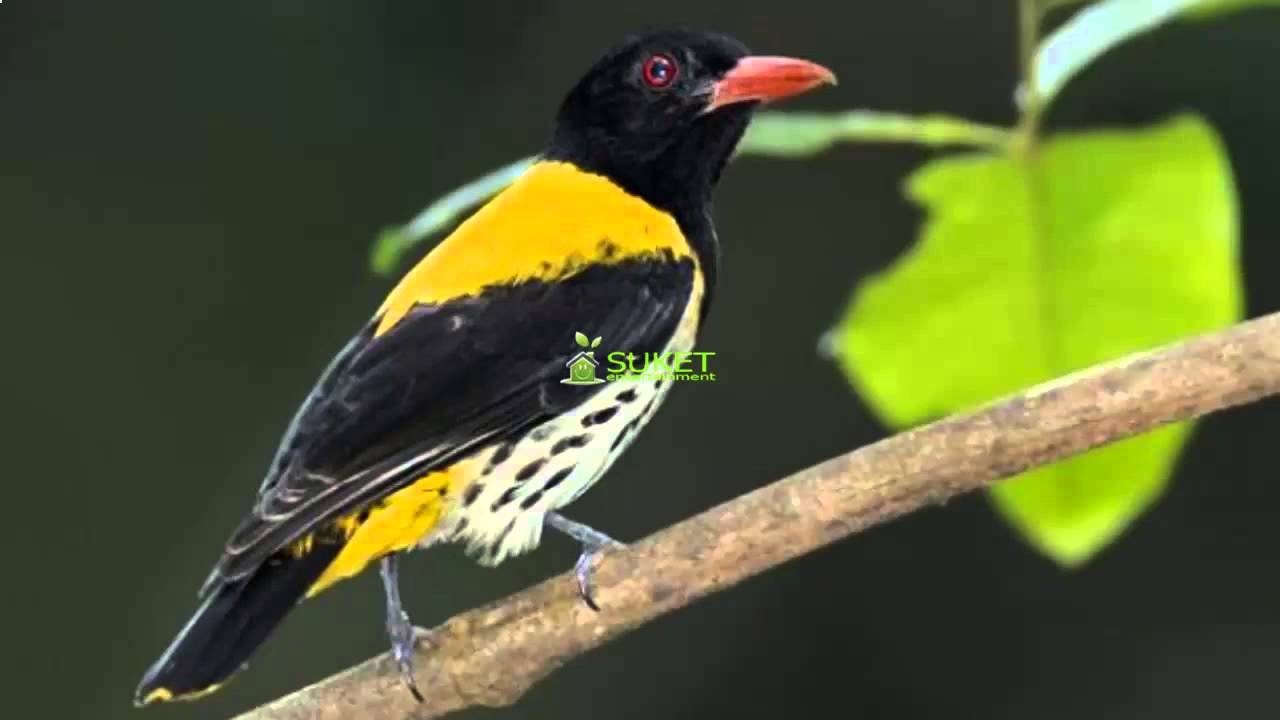  Download  Suara  Burung Kepodang Hutan  MP311 YouTube