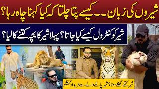 Amazing Facts About Lions Explained How To Understand A Lion? Mian Saqib Daily Point