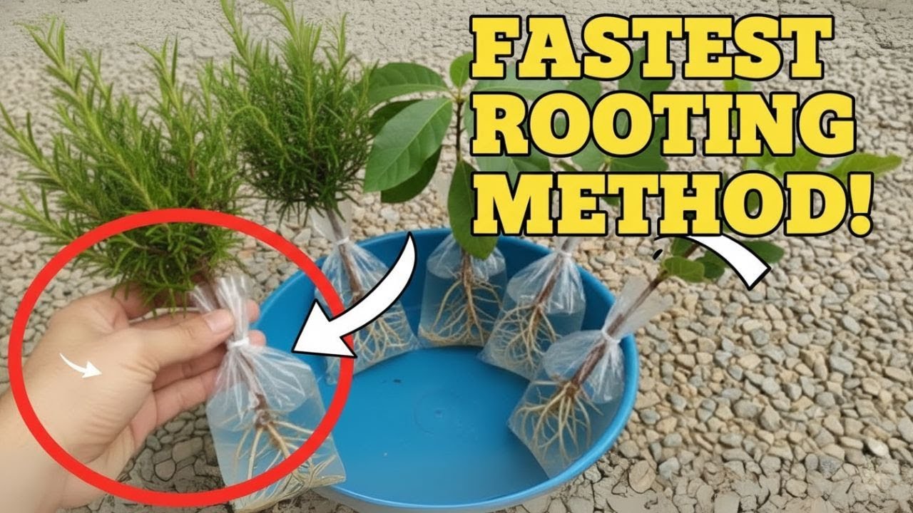 Увеличьте количество своих растений БЕСПЛАТНО с помощью этого невероятно простого трюка!