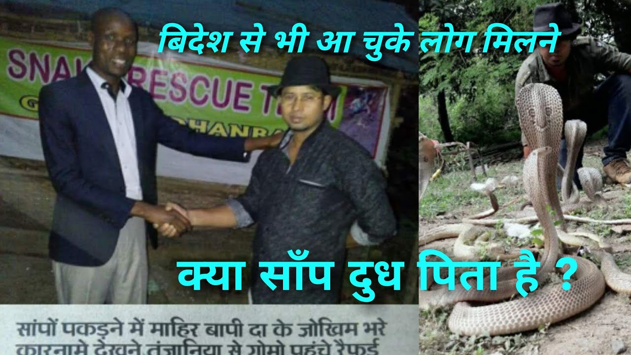 cobra rescue litters क्या साँप दुध पिता है ? - Bapi da