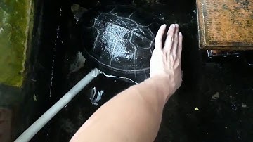 RÙA - Rùa răng cũng biết lắc mông - 29/5/2017