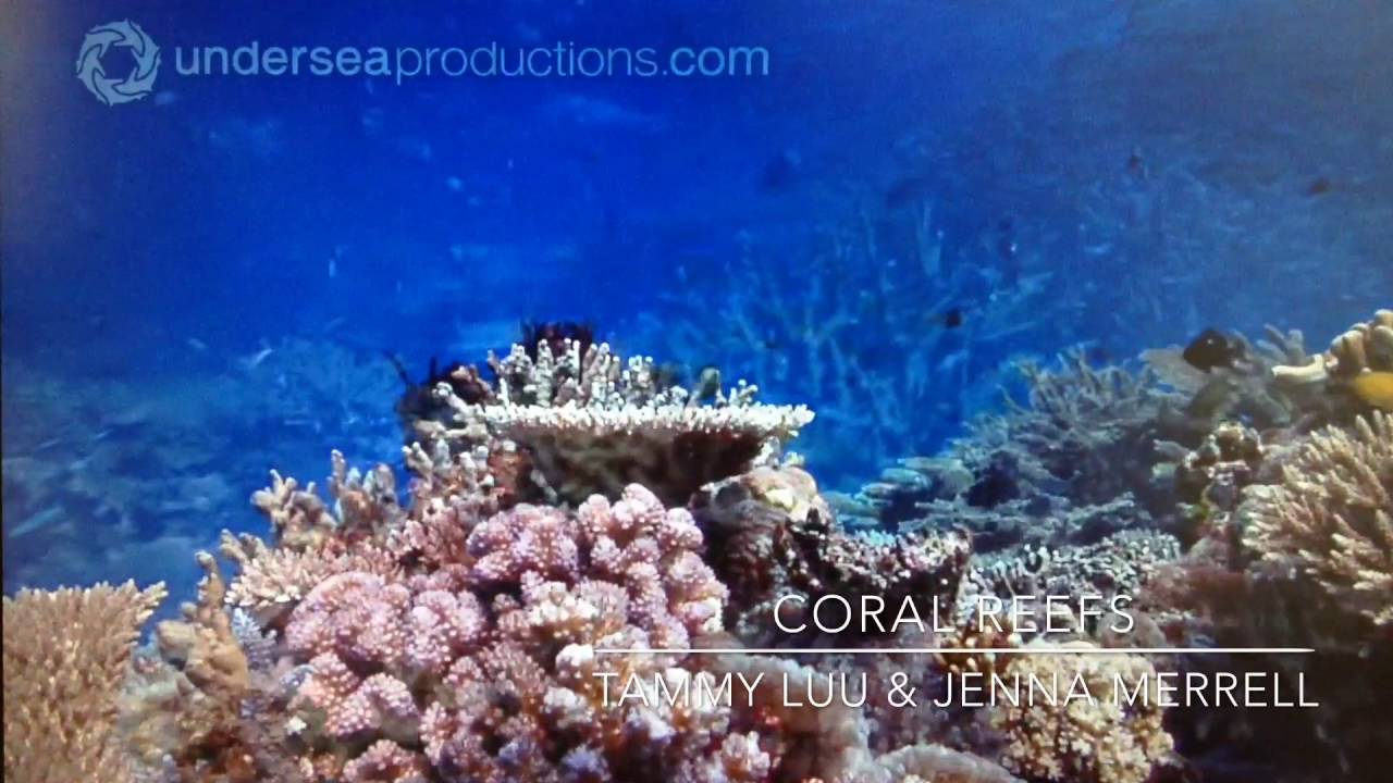 Coral Reefs Documentary YouTube
