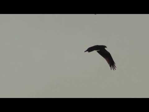 Red Kite and kestrel