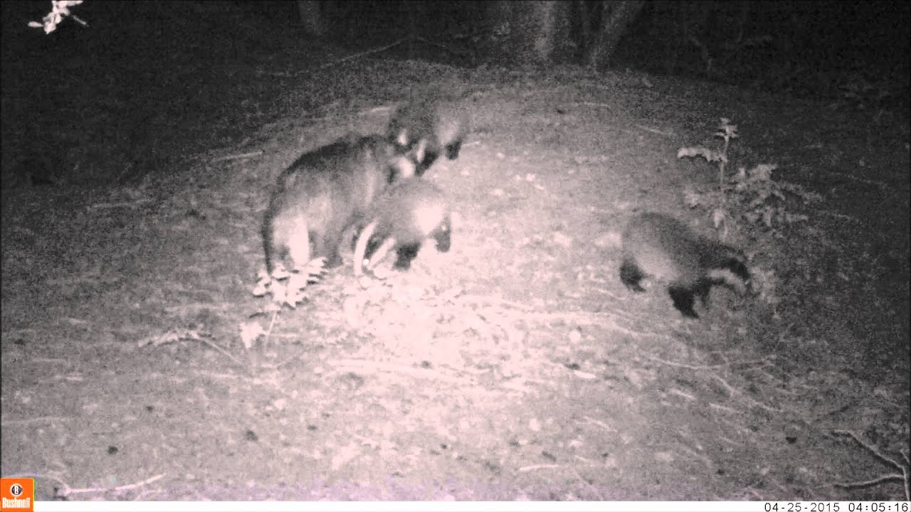Fox and Badger Cubs
