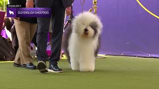 Old English Sheepdogs | Breed Judging 2024