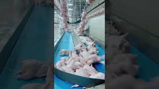 The daily operation of chicken meat processing factory