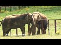 The Elephant Sanctuary | Sissy Introduced to Q Elephants