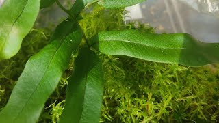 видео: Папоротники живучие. Адиантумы на фитильный полив. Выращиваю из спор. 🌿💚 картинка: Папоротники живучие. Адиантумы на фитильный полив. Выращиваю из спор. 🌿💚