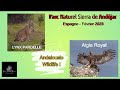 Animalier  parc naturel sierra de andujar  lynx et aigle royal