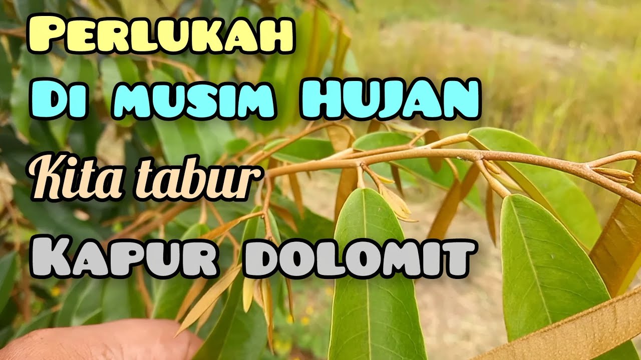 Perlukah di musim penghujan lahan durian kita tabur kapur dolomit