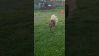 When A Goat Has Better Hair Than You Via Sydcoop1