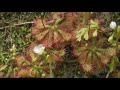 190426 モウセンゴケ（毛氈苔 Drosera rotundifolia ）