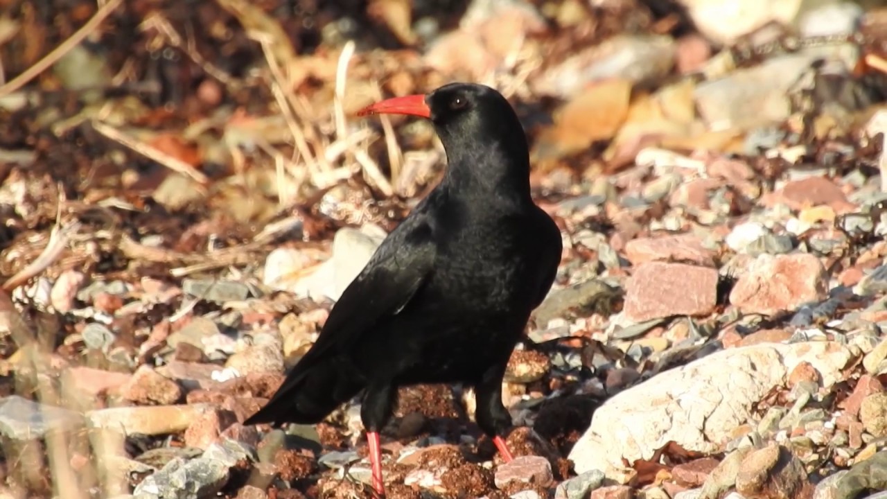 manchester united Choughs Nikon P900