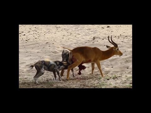 Video: Hangi Köpekler Avlanıyor