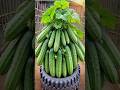 Wow! a new idea for growing cactus from cucumber fruit to produce more fruit.#grow #cucumber