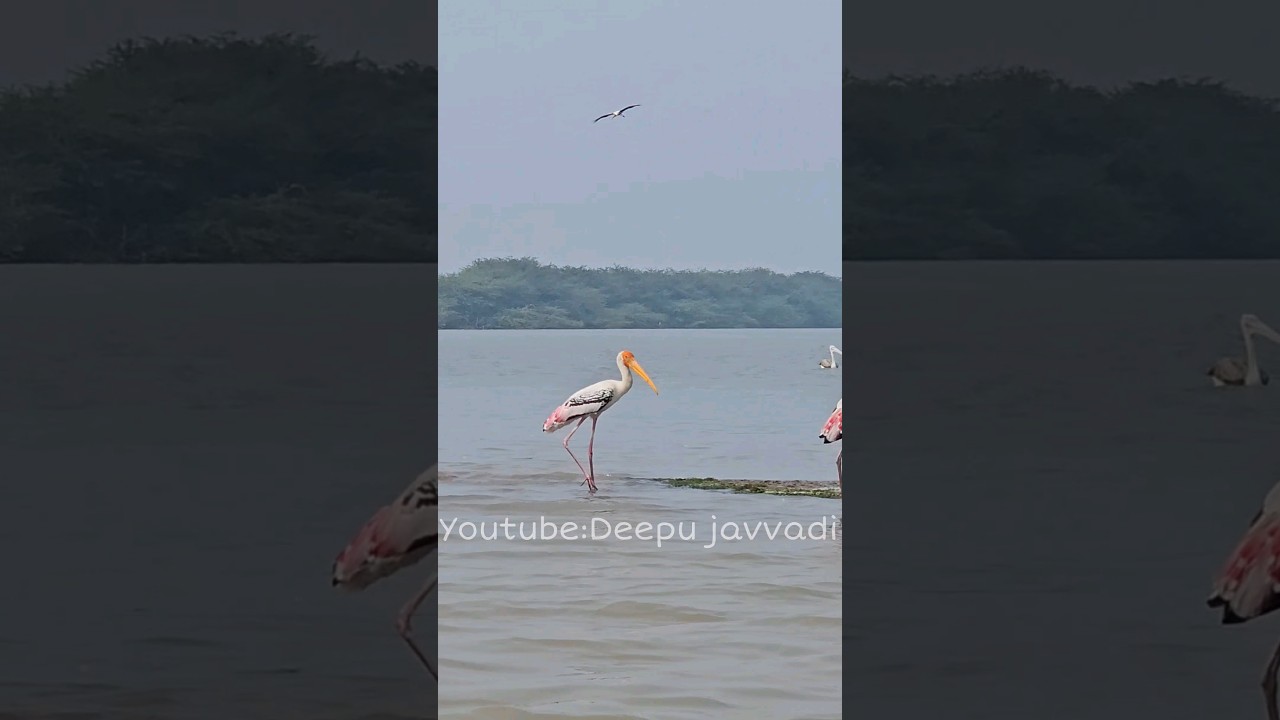 Atapaka bird sanctuary near Akivedu మన కొల్లేరు అందాలు చూడాలి అంటే ఈక్కడ కి రావాలి. 