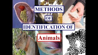 Methods Of Identification Of Animals Veterinary First Year
