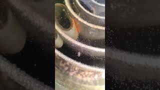 Joe Cell - stage 1 - charging process
