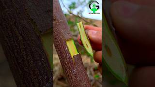 Grafting Plants Fruit Tree Grafting Techniques Successful Grafting