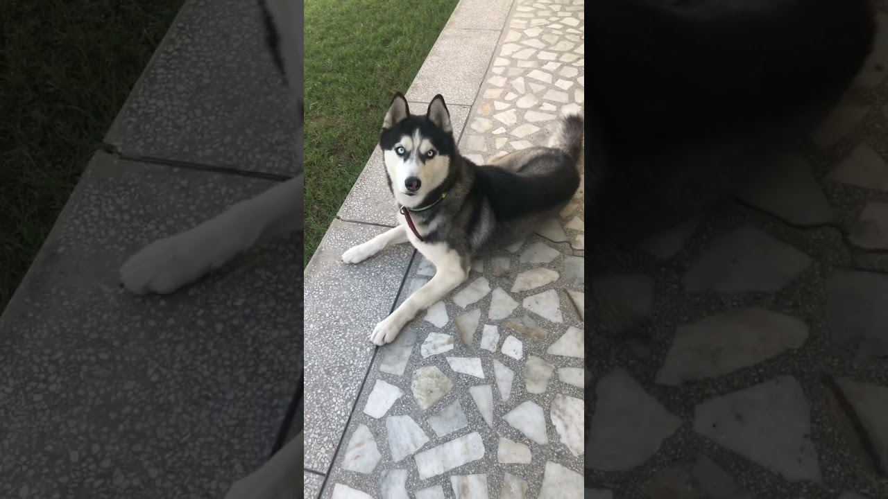 Cute blue eyed husky ❤️ 