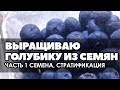 🌱 #1 Размножение голубики семенами | Часть 1 Добываю семена и убираю их на стратификацию