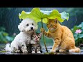 Mama Cat and Kitten Go to the Forest for Wood 🌲 | Rescue a Lost Dog in the Storm ⛈️