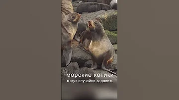 Мир дикой природы. Голоса морских котиков  #Shorts #natureofrussia #kuriles