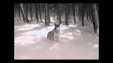 Agalloch -The Wolves Of Timberline [HD]