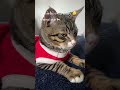 “No está triste… está calculando algo 😼”😹😹🐈