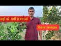 नींबू के पौधे की ग्रोथ कैसे बढ़ाए#lemon #nimbu