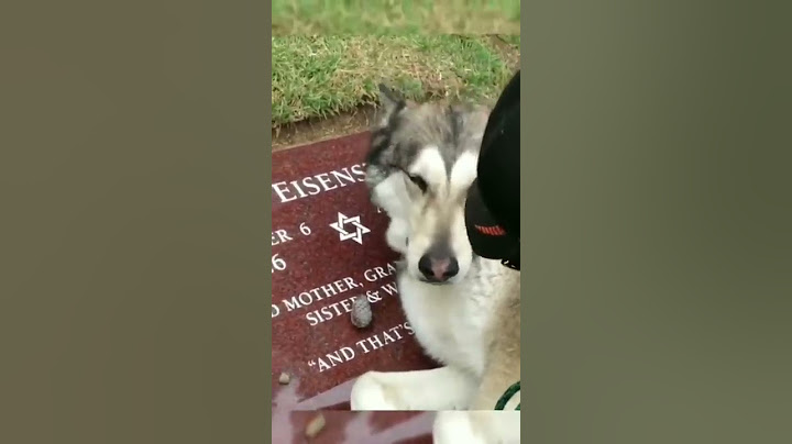 El Video Que Hizo Llorar A Todo Internet