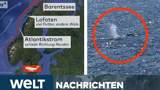 NORDSEE: Erlösendes Signal! Timmy schwimmt in die richtige Richtung! I WELT STREAM