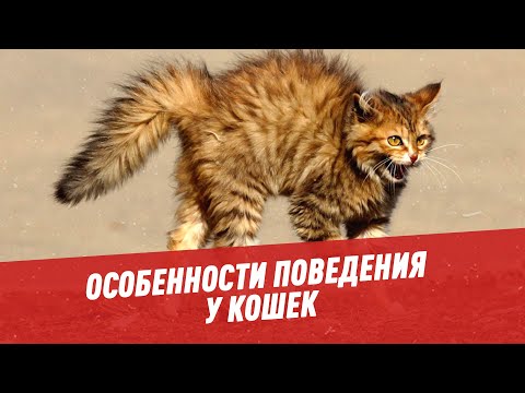 Видео: Проблемы педиатрического поведения у кошек