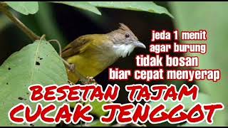 masteran besetan cucak jenggot jeda 1 menit.