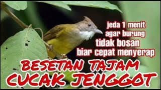 masteran besetan cucak jenggot jeda 1 menit.