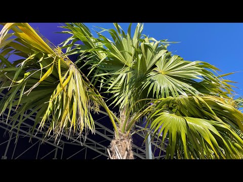 Video: Florida Thatch Palma Qulluğu: Artan Florida Thatch Palms