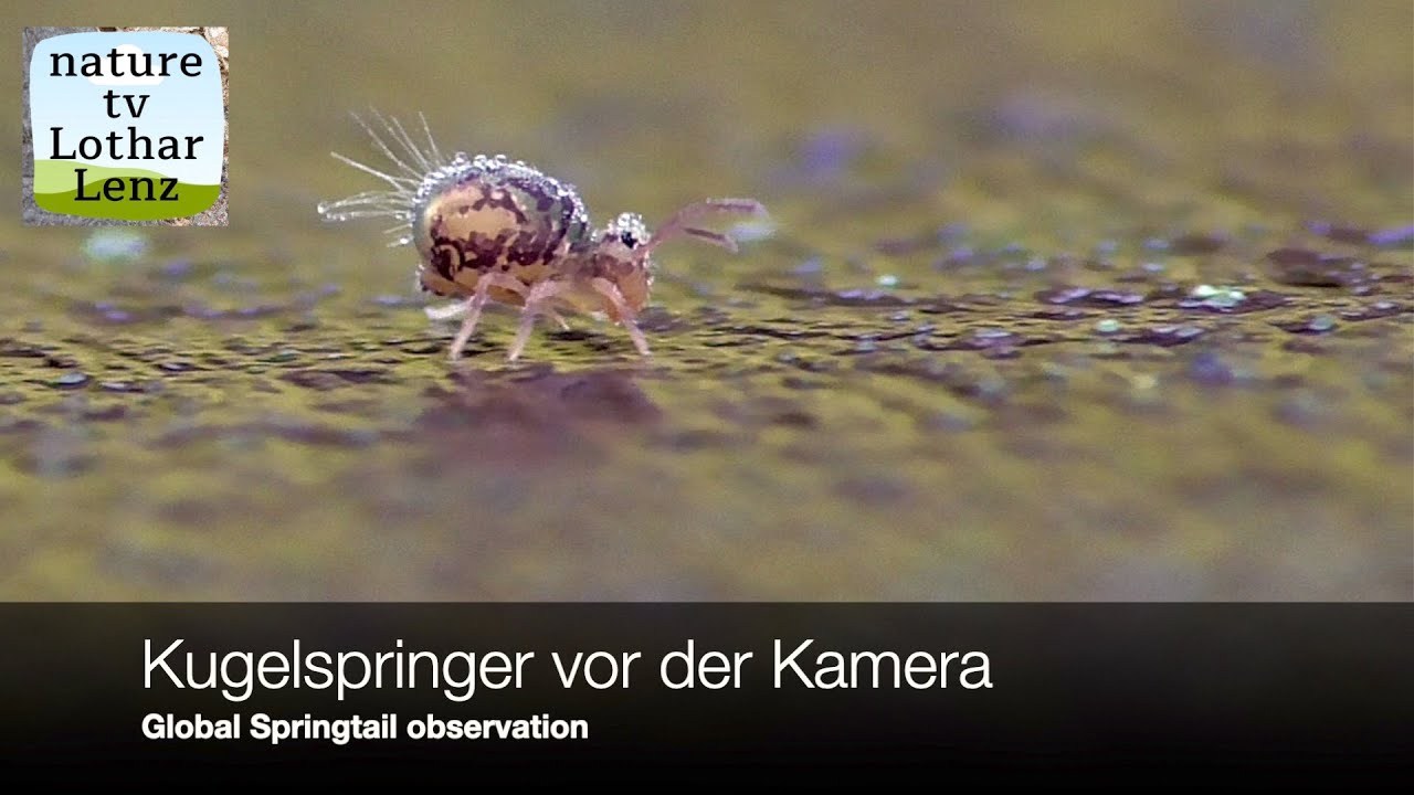 Globular Springtail observation. Kugelspringer vor der Kamera.
