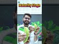 केले और तरबूज की परिपक्वता अवस्था #agriculture #banana #watermelon #maturitystage #horticulture